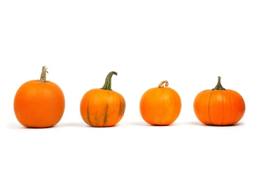 À partir de quand commence Halloween à Disney ?