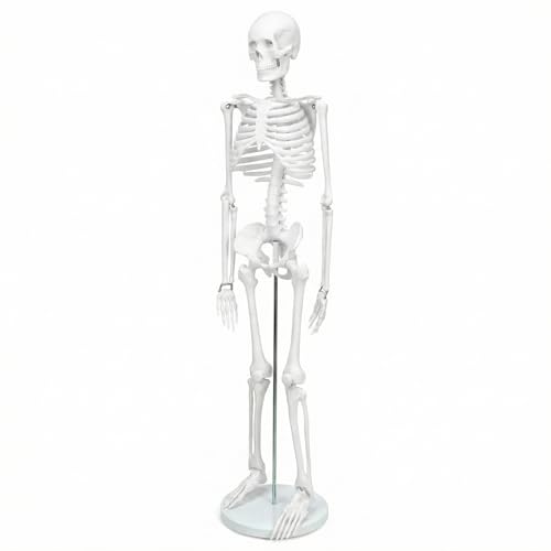 QWORK® squelette anatomique,85 cm, modèle de squelette humai