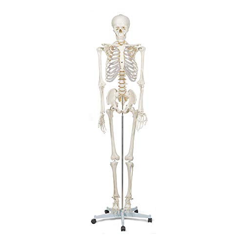 Elementary Anatomy Squelette Essentiel - Grandeur Nature | B