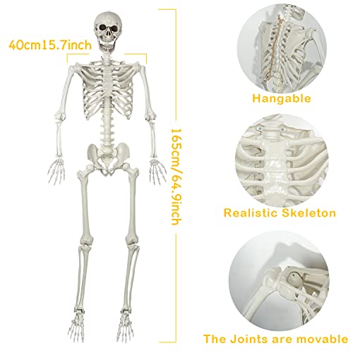 SIFOEL Squelette dhalloween - 165 cm - Taille réaliste - Squ