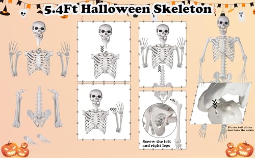 SIFOEL Squelette dhalloween - 165 cm - Taille réaliste - Squ