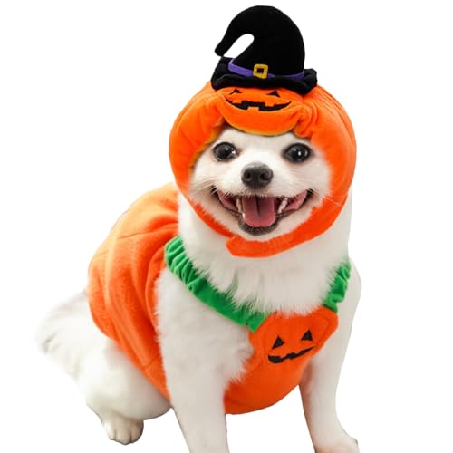 Déguisement pour chien Halloween