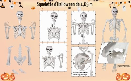 SIFOEL Squelette dhalloween - 165 cm - Taille réaliste - Squ