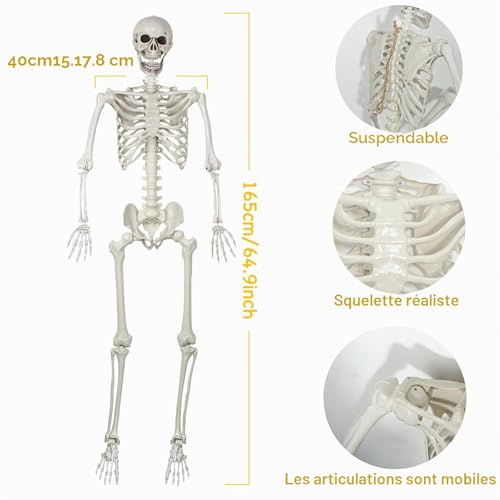 SIFOEL Squelette dhalloween - 165 cm - Taille réaliste - Squ