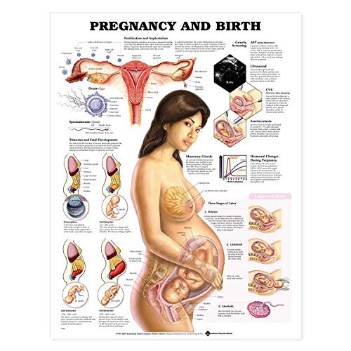 Pregnancy and Birth